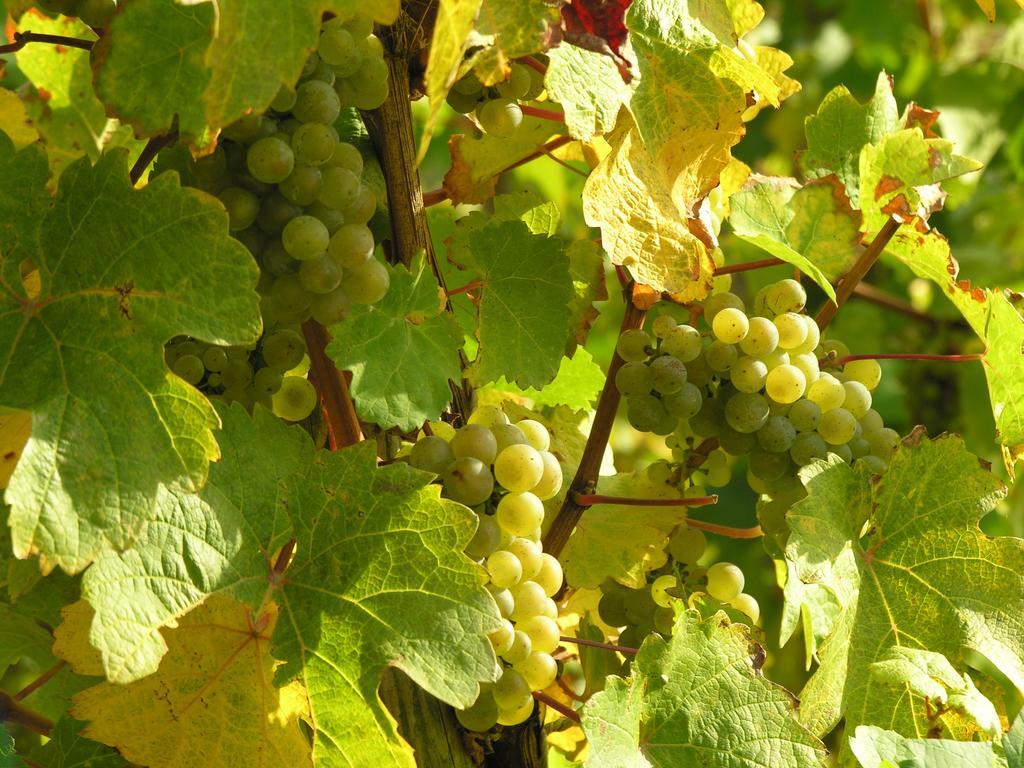 Weingut & Gaestehaus Mees Apartment Briedel Luaran gambar
